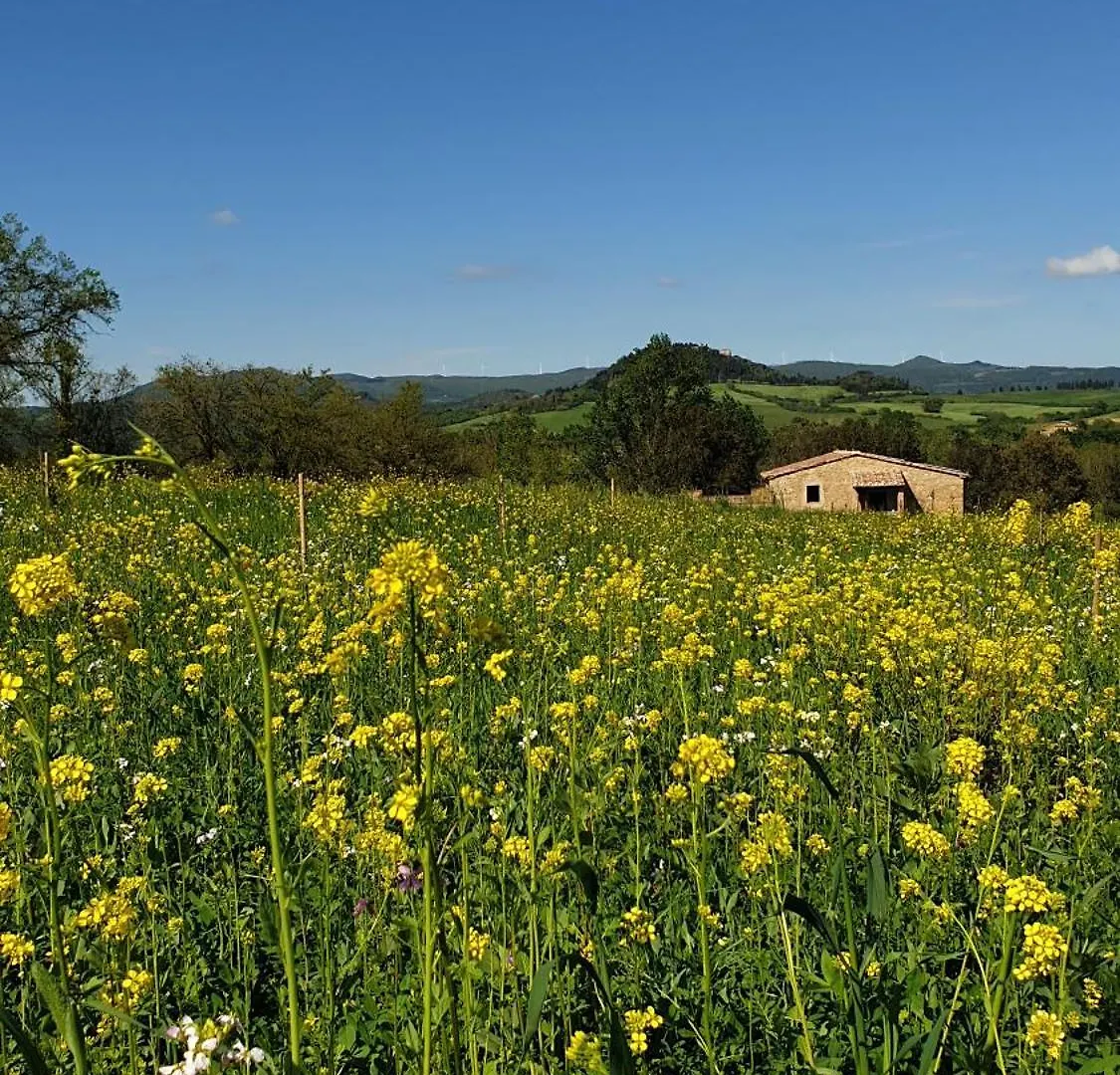 Kaikna Podere Evolutivo Montescudaio