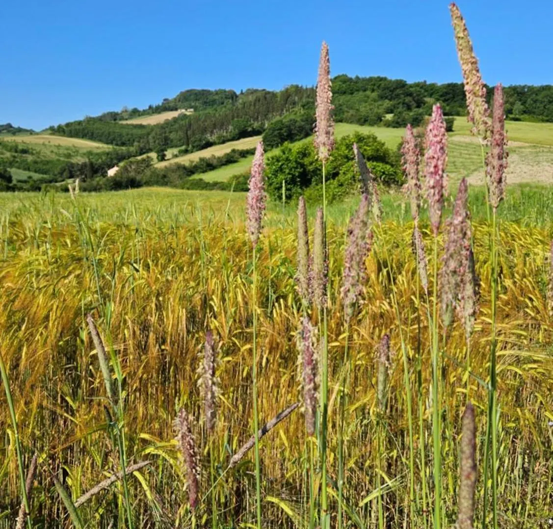 Kaikna Podere Evolutivo Montescudaio 0*,
